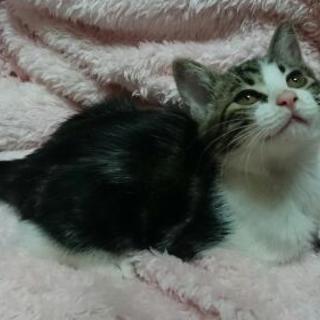 子猫 里親募集です。