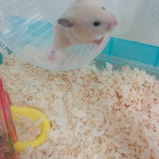 キンクマハムスター