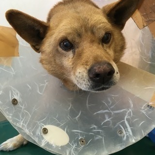 迷い犬が事故にあって病院に運ばれました。