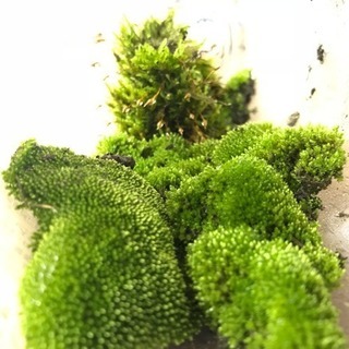 植物の育成講座 ➕ 雑談会の画像