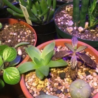 植物の育成講座 ➕ 雑談会の画像