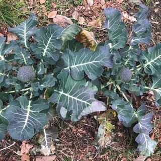 植物の育成講座 ➕ 雑談会の画像