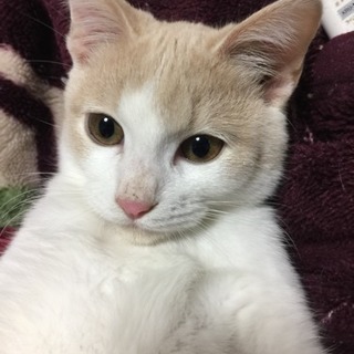イケメン子猫🐈もらって下さい！