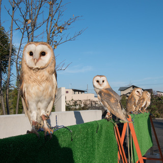 小動物カフェ、猫カフェ、フクロウカフェ、爬虫類カフェが一度に楽しめるアニマルカフェ＆ショップ - 前橋市