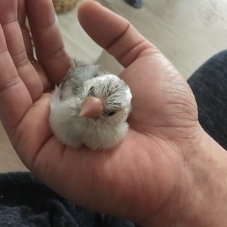鳥かご