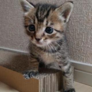 生後3ヶ月家族として迎えて下さる方
