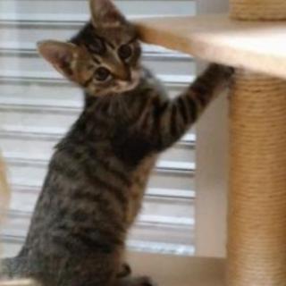 生後3ヶ月家族として迎えて下さる方 - 猫