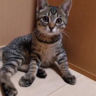 生後3ヶ月家族として迎えて下さる方 - 里親募集