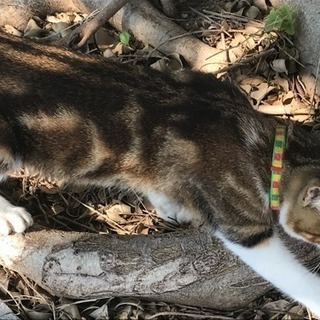 迷い猫！首輪つけています！🐈那覇市小禄