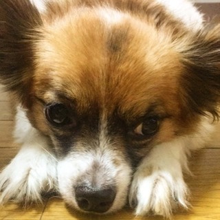 至急、里親探しています。ハーフ犬♂
