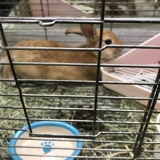 うさぎ バンビ