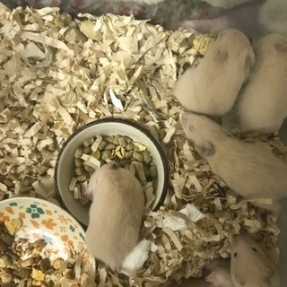 キンクマ ベビー