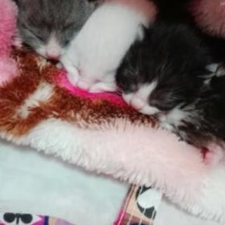 ちびちゃん達