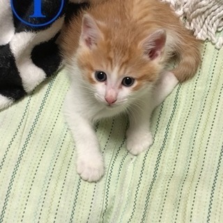 子猫の里親さん募集