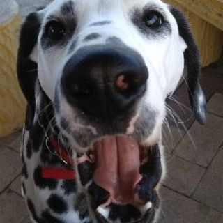 大型犬大好きな方、飼ってる方！お友達になりませんか('_'?)