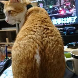 迷い猫  探してます！