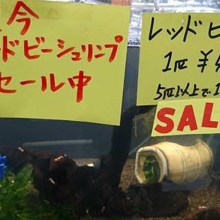 ビーシュリンプ