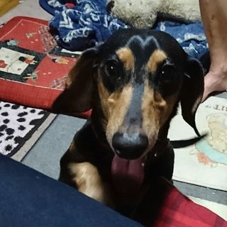 里親を探しています。