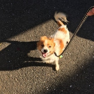 【謝礼1万円】犬探しています！些細な情報でも