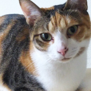 温厚な三毛ちゃんを家族に迎えてあげてください