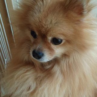 【一旦休止】ポメラニアン６歳女の子