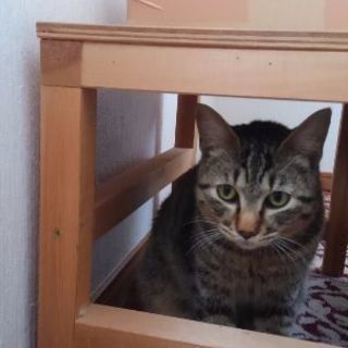 キジトラの里親さんを探していますの画像