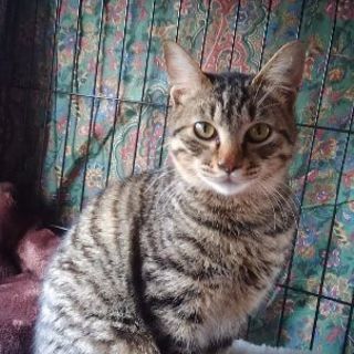 キジトラの里親さんを探しています - 加古川市
