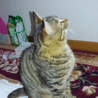 キジトラの里親さんを探しています - 里親募集