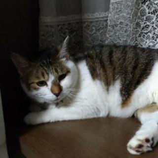 愛猫を探しています。