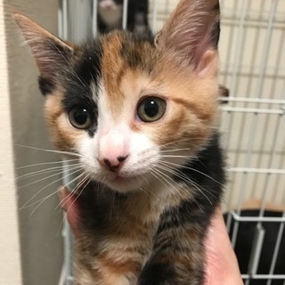 雌猫6カ月たくさんのお問い合わせありがとうございます。無事里親さ...