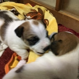 ジャックラッセルテリア (オス )里親募集中