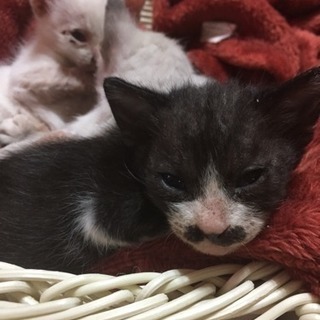 12/12に生まれた仔猫3匹