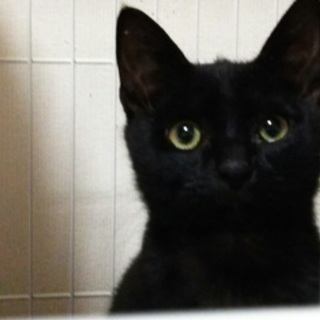 猫オス　 生後4ヶ月の黒猫