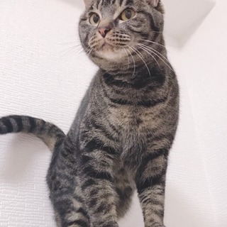 【里親決定】不妊手術済、ビビりのキジちゃん(猫は大丈夫)