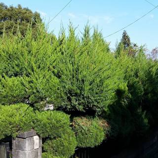 庭木の剪定・空家管理　承ります - 福岡市
