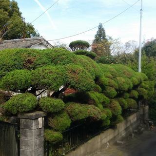庭木の剪定・空家管理　承ります - 剪定/造園