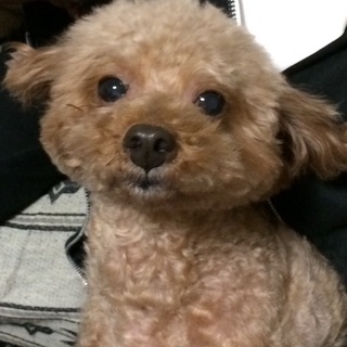 トイプードル 9歳♂里親募集