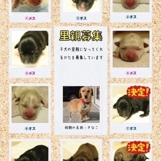 雑種。1月生まれの仔犬の里親さん募集中です！