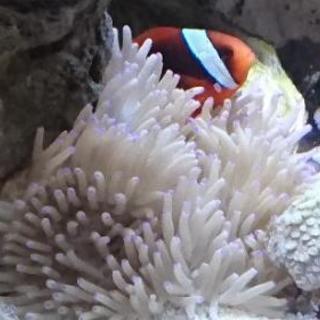 ★熱帯魚レンタル・メンテナンス、撮影など