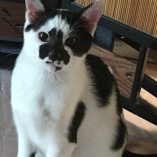 牛柄模様の猫「ぎゅう君」