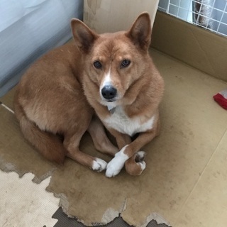 3歳雑種、しじみです。里親募集中！