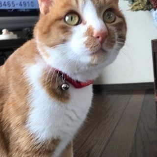 茶トラ オス 里親募集！