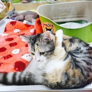 遊んだり出来る友達募集(*´꒳`*)