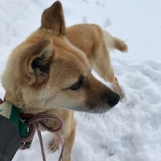 再度里親さん募集します