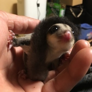 フクロモモンガ
