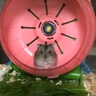 ☆ちびハムあげます☆交渉中につき一旦受付中止デス