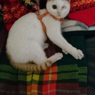 隻眼の男の子