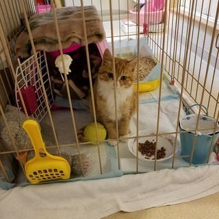 推定 生後5カ月・子猫の里親様を募集です。