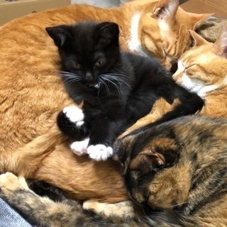 一旦停止致します。10／7生まれの3匹猫