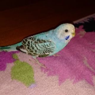 インコ里親募集